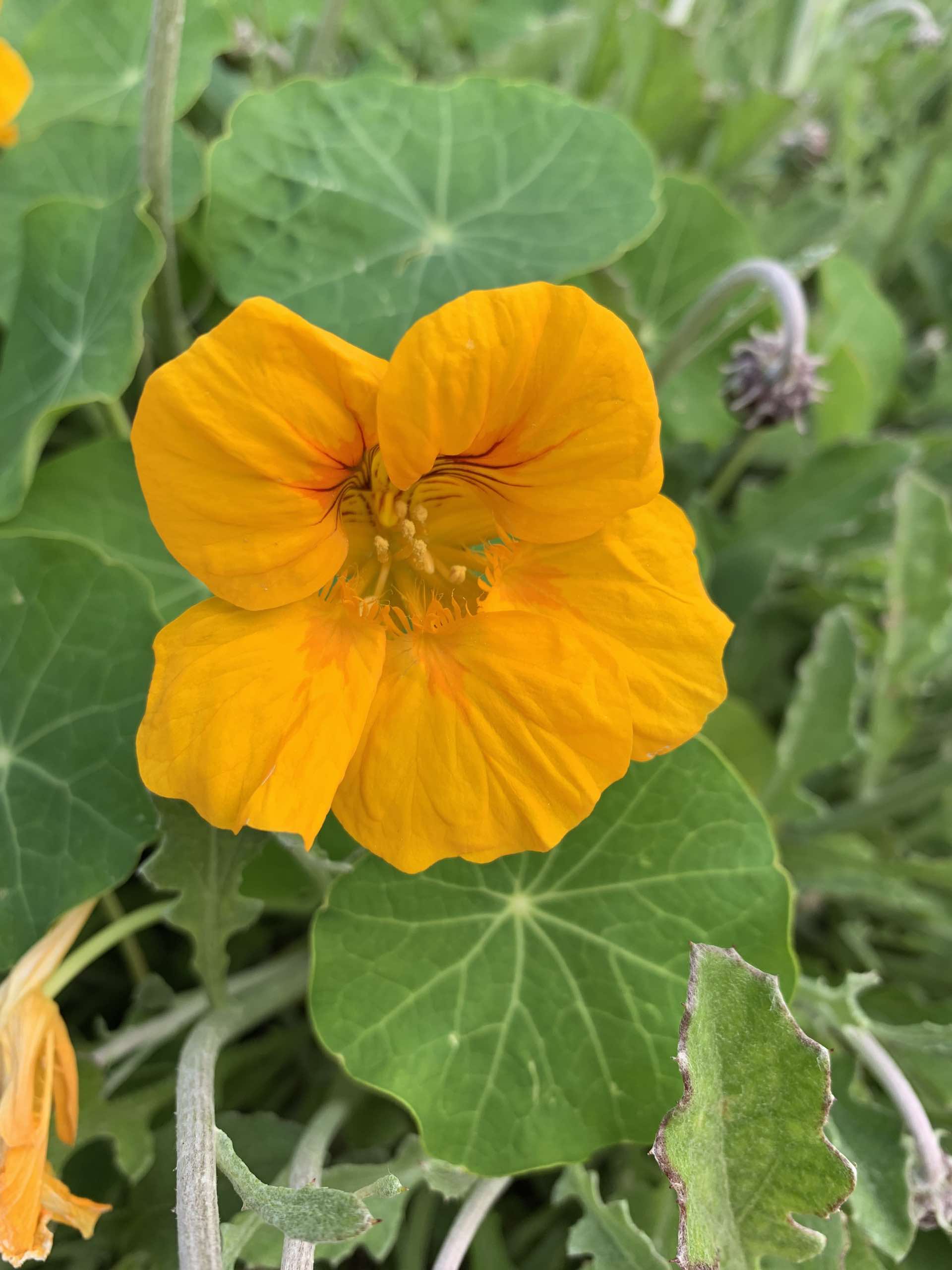 garden-flower-1.jpg